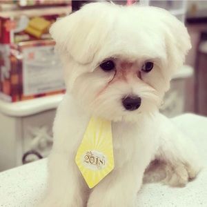 Meet your Posher, Lachmi